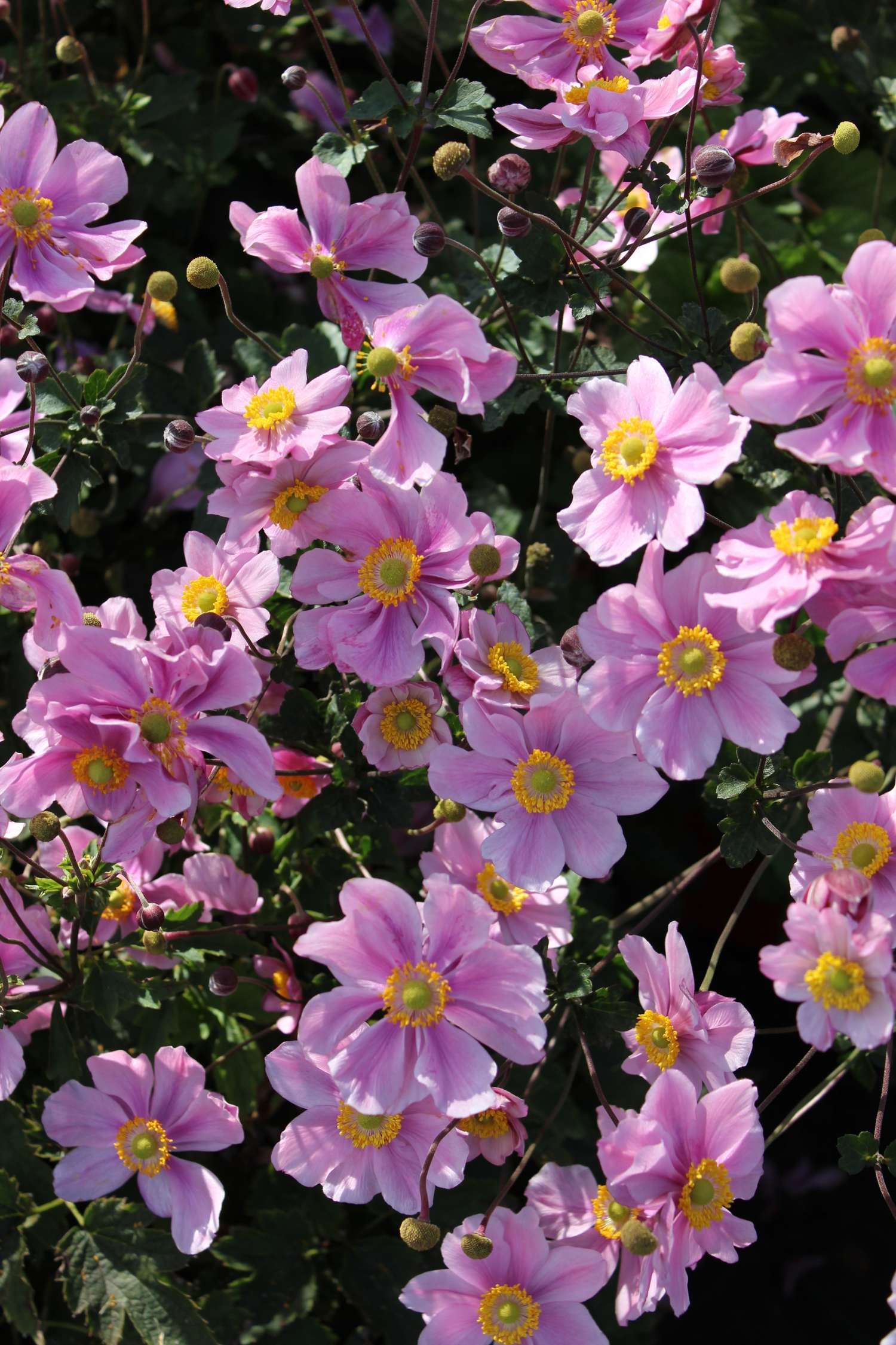 Anemone ‘Königin Charlotte’